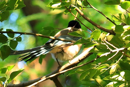 小学生第一次发图片。多多指教
