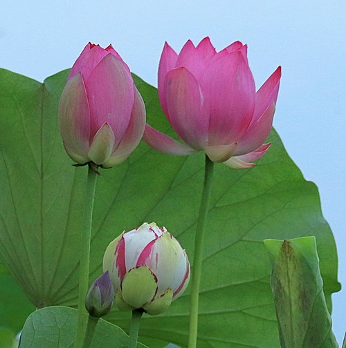 小学生第一次发图片。多多指教