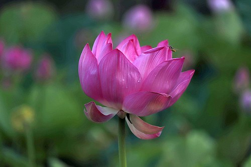 小学生第一次发图片。多多指教