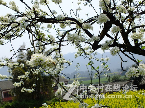 望春风，繁花似锦溢满胸！