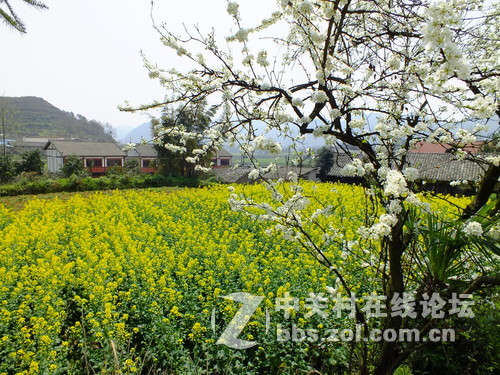 望春风，繁花似锦溢满胸！
