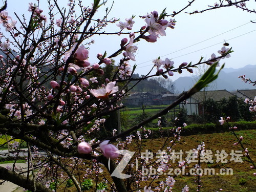 望春风，繁花似锦溢满胸！