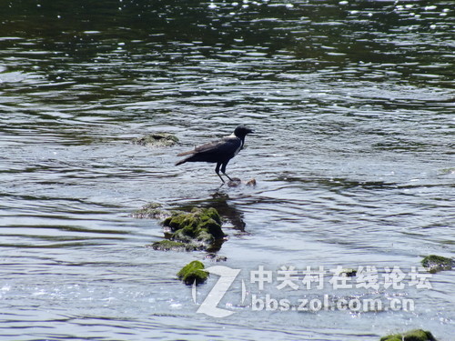 望春风，繁花似锦溢满胸！