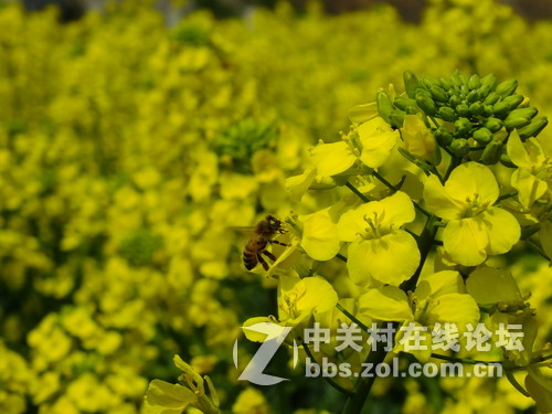 望春风，繁花似锦溢满胸！