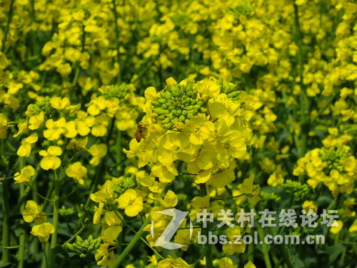 望春风，繁花似锦溢满胸！