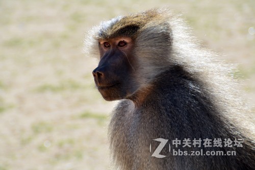 阿拉伯狒狒