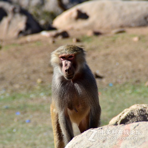 阿拉伯狒狒