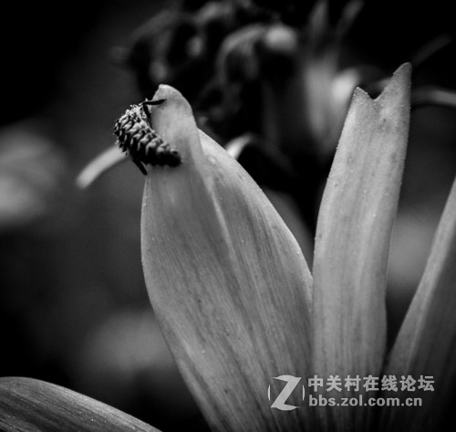 花影