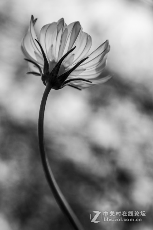 花影