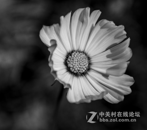 花影