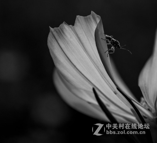 花影