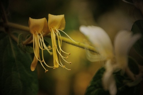 金银花