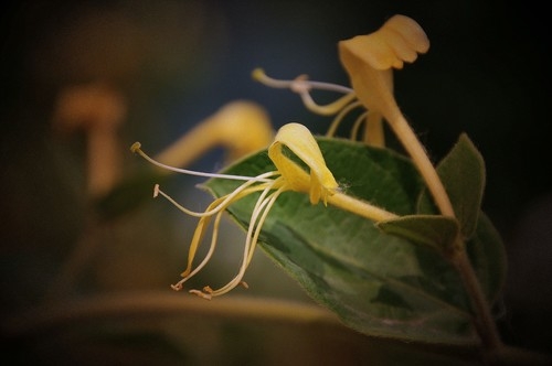 金银花