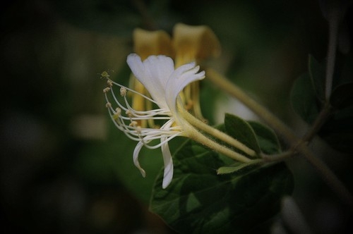 金银花