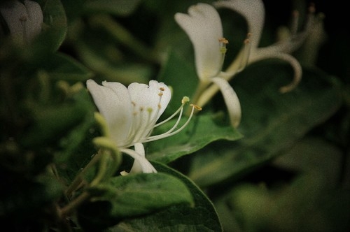 金银花