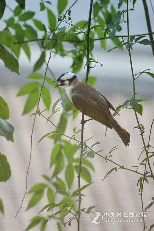 城里的新麻雀白头翁