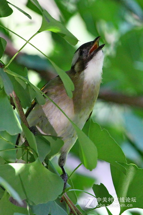 城里的新麻雀白头翁