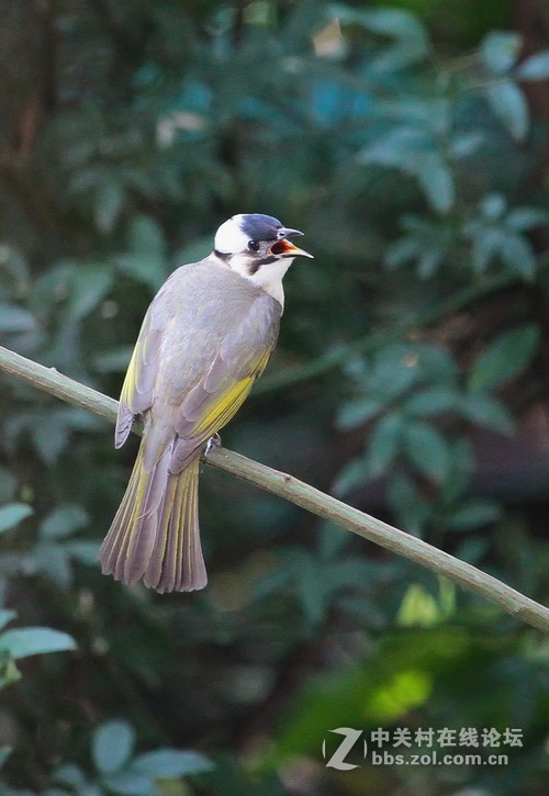 城里的新麻雀白头翁