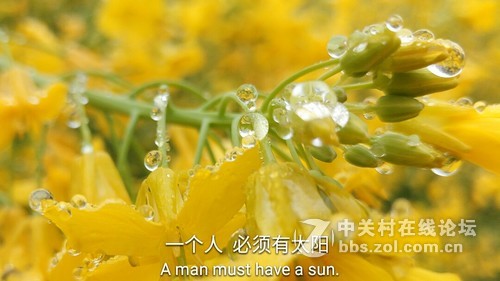 #ZOL月赛-三月风光无限好#欲滴的油菜