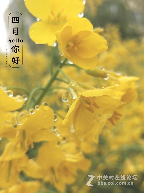 #ZOL月赛-三月风光无限好#欲滴的油菜