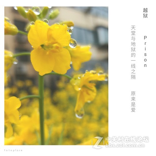 #ZOL月赛-三月风光无限好#欲滴的油菜