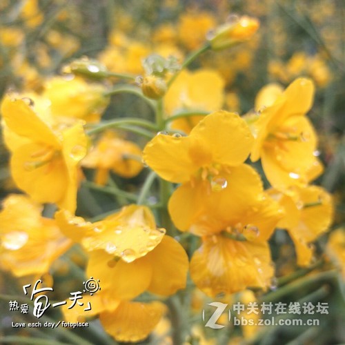 #ZOL月赛-三月风光无限好#欲滴的油菜