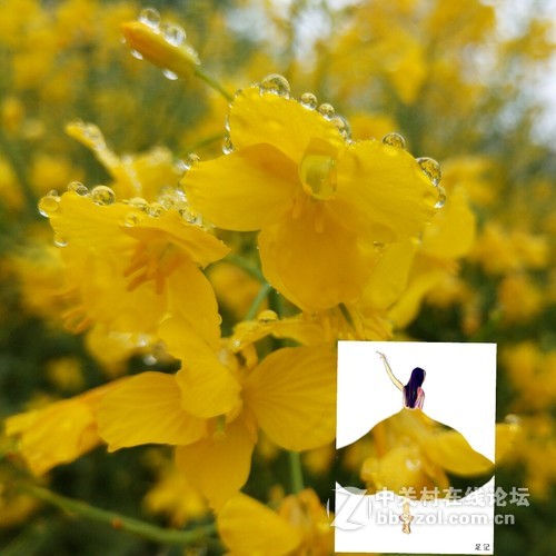 #ZOL月赛-三月风光无限好#欲滴的油菜
