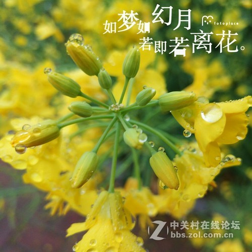 #ZOL月赛-三月风光无限好#欲滴的油菜