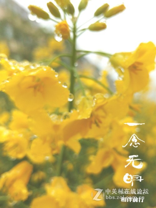 #ZOL月赛-三月风光无限好#欲滴的油菜