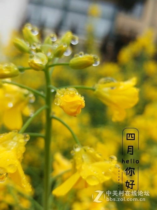 #ZOL月赛-三月风光无限好#欲滴的油菜