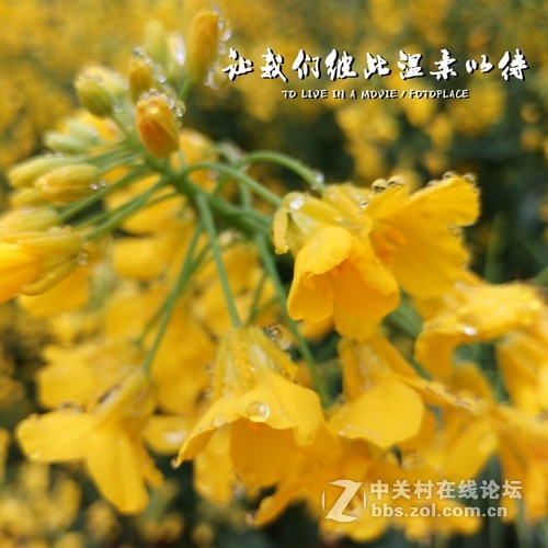 #ZOL月赛-三月风光无限好#欲滴的油菜