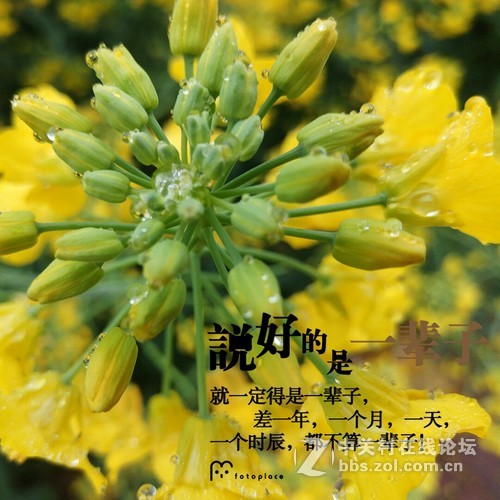 #ZOL月赛-三月风光无限好#欲滴的油菜