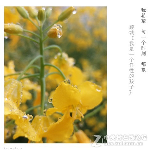 #ZOL月赛-三月风光无限好#欲滴的油菜