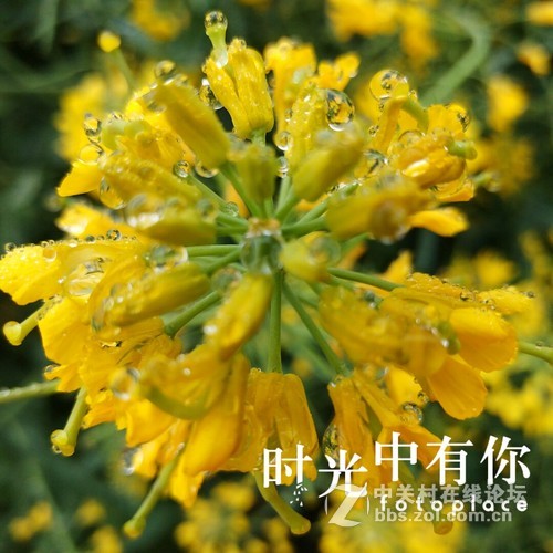 #ZOL月赛-三月风光无限好#欲滴的油菜