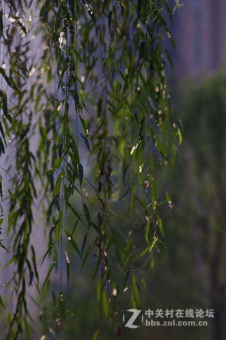 5D+蔡司135/2.8手动德头试毒