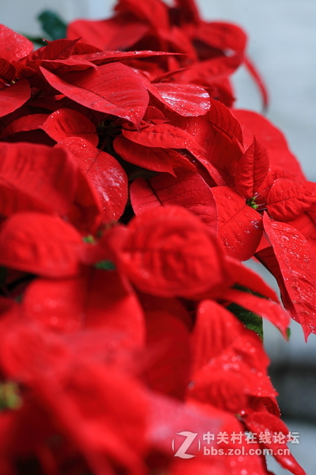 5D+蔡司135/2.8手动德头试毒