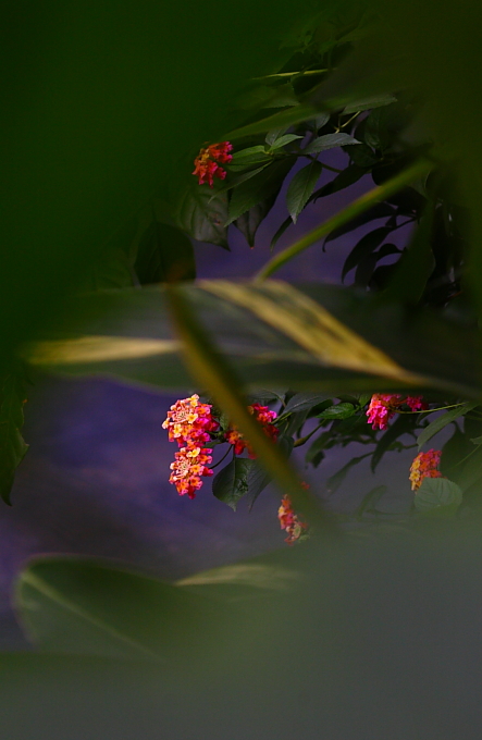 5D+蔡司135/2.8手动德头试毒