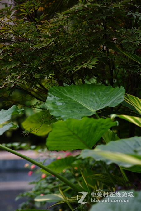 5D+蔡司135/2.8手动德头试毒