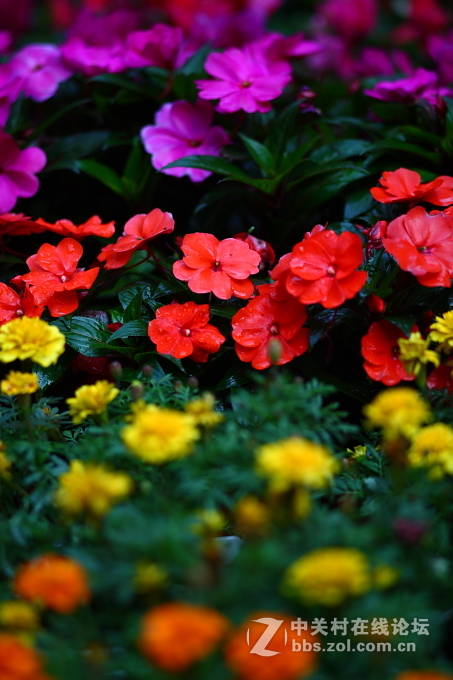 5D+蔡司135/2.8手动德头试毒