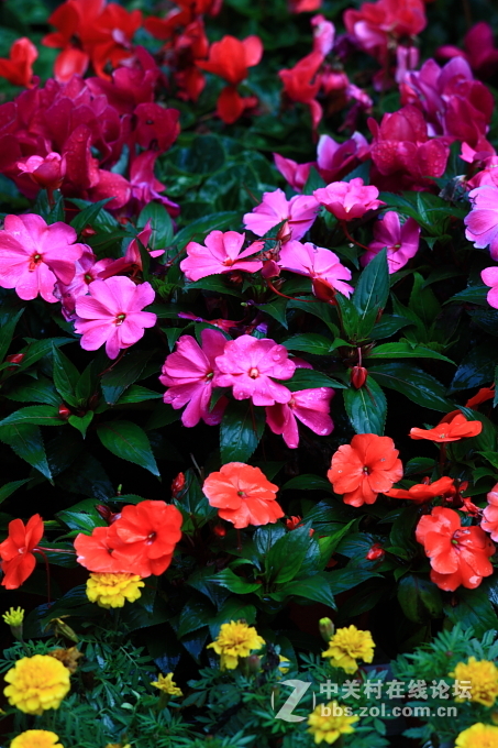 5D+蔡司135/2.8手动德头试毒