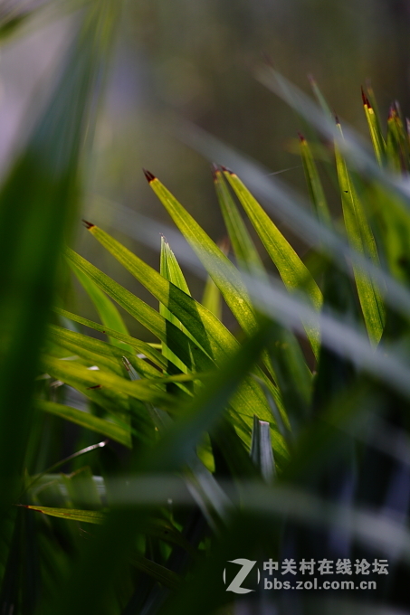 5D+蔡司135/2.8手动德头试毒