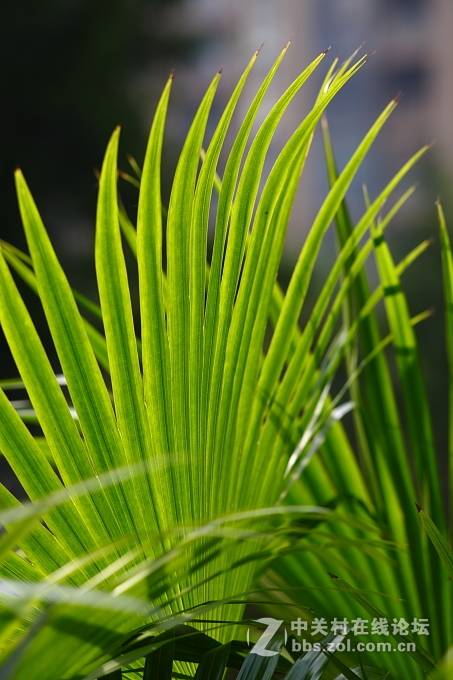 5D+蔡司135/2.8手动德头试毒