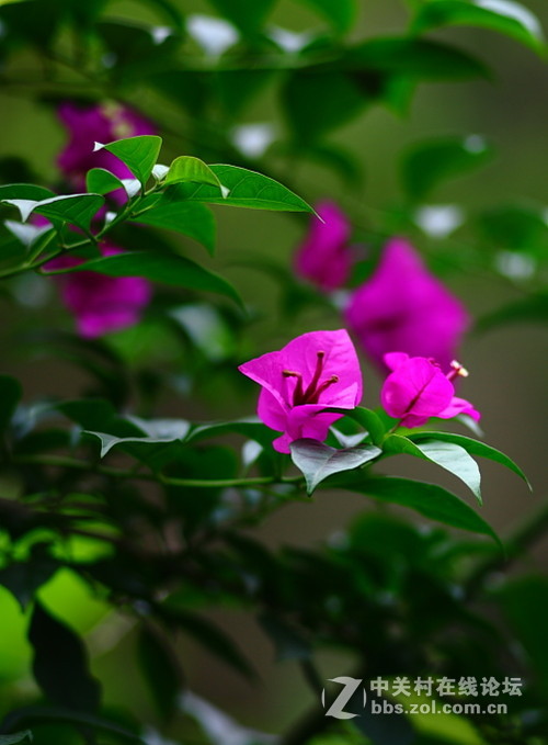 5D+蔡司135/2.8手动德头试毒