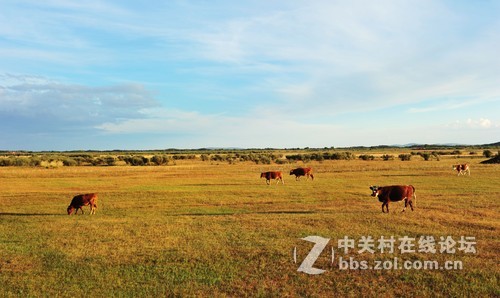 夕阳下的牧场
