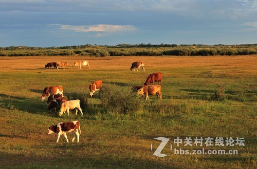 夕阳下的牧场