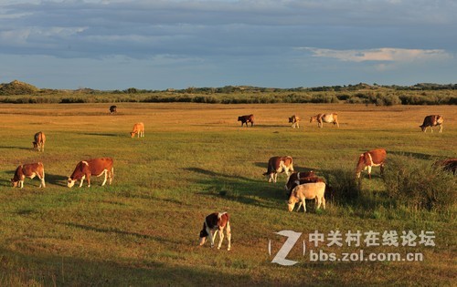 夕阳下的牧场