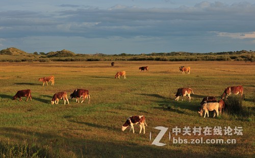 夕阳下的牧场