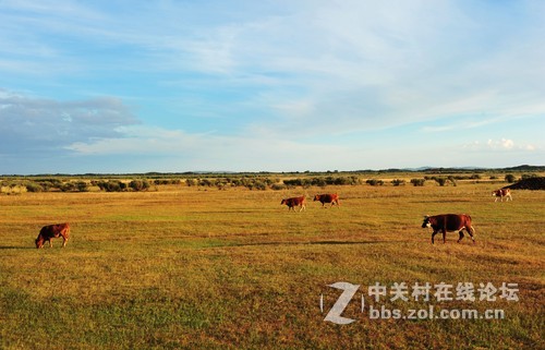夕阳下的牧场