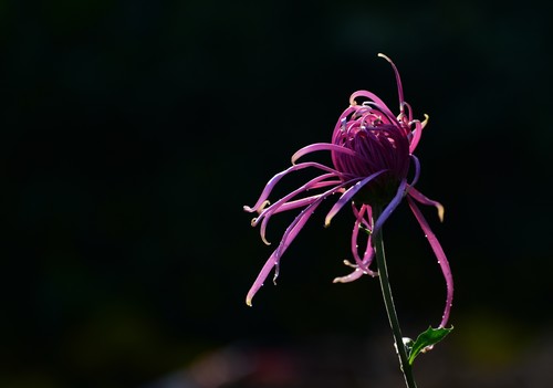 2017年 菊花