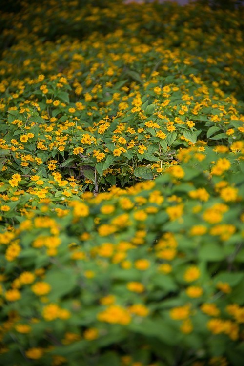 全幅机配 18-200 腾龙A14